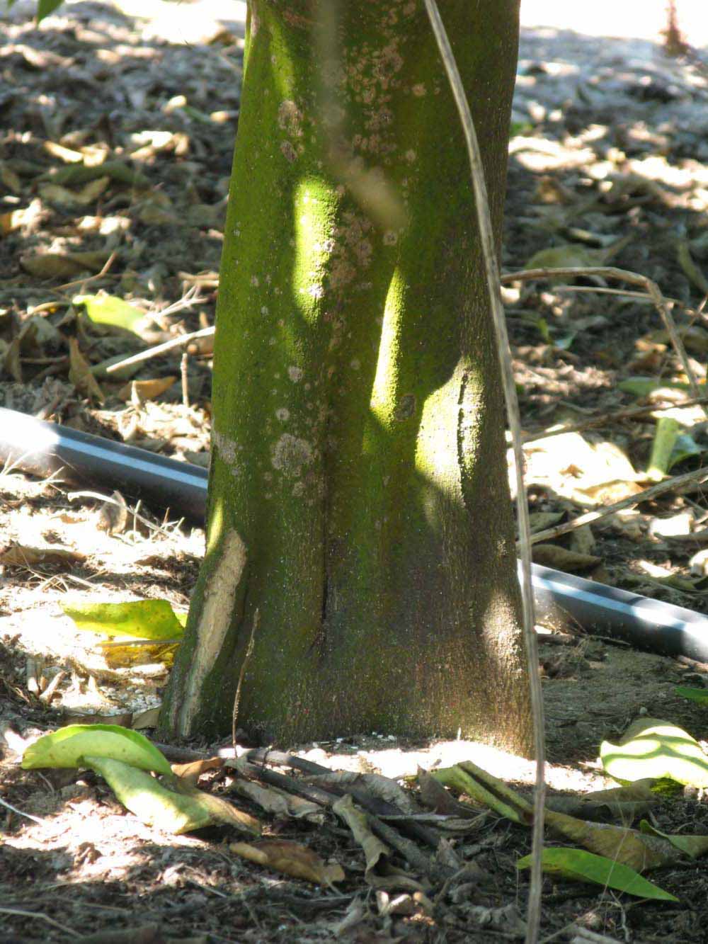              Bark (Winter Haven, FL)       